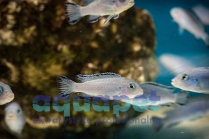 Pseudotropheus sp. socolofi 4-6 cm