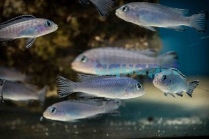 Pseudotropheus sp. socolofi 6-10 cm