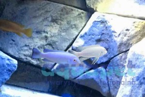 Pseudotropheus sp. socolofi snow white 4-6 cm 