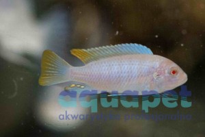 Pseudotropheus sp. socolofi snow white 6-10 cm