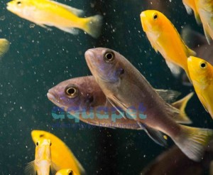 Pseudotropheus sp. ,,Acei” 6-10 cm