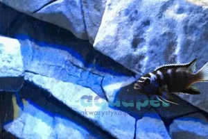 Pseudotropheus sp. ,,Acei”  white tail Ngara 2-4 cm