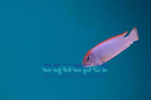 Pseudotropheus sp. perspicax 2-4 cm