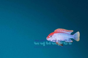 Pseudotropheus sp. perspicax 6-10 cm