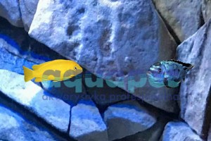 Metriaclima ,,msobo” Magunga 4-6 cm