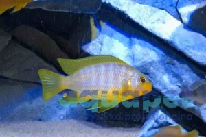 Metriaclima aurora 2-4 cm