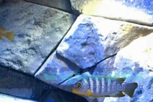 Metriaclima aurora 4-6 cm