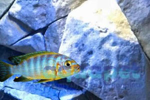 Metriaclima aurora 6-10 cm 