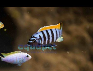 Metriaclima pyrsonotos Nakantenga 2-4 cm