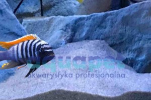 Metriaclima pyrsonotos Nakantenga 4-6 cm