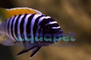 Metriaclima pyrsonotos Nakantenga 6-10 cm