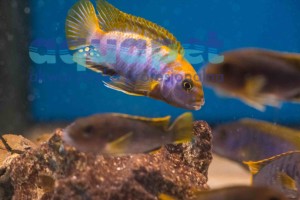 Labidochromis sp.  Mbamba Yellow fin 2-4 cm