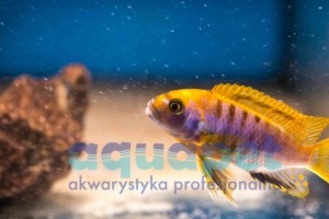 Labidochromis sp.  Mbamba Yellow fin 4-6 cm