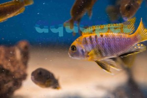Labidochromis sp.  Mbamba Yellow fin 6-10 cm 