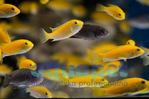 Labidochromis sp. caeruleus yellow 2-4 cm