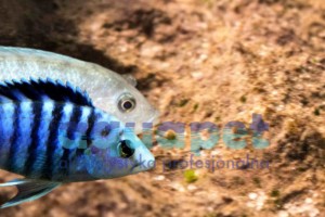 Labidochromis sp. chizumulae 2-4 cm