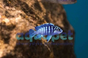Labidochromis sp. chizumulae 6-10 cm