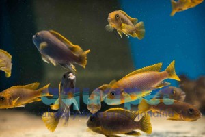 Labidochromis sp. hongi sweden 2-4 cm 