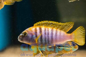 Labidochromis sp. hongi sweden 6-10 cm