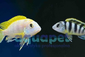 Labidochromis sp.  perlmutt 6-10 cm