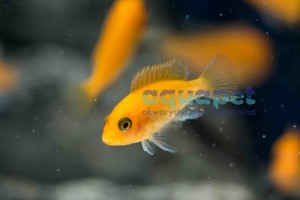 Maylandia estherae Red/Red 2-4 cm