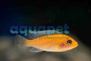 Maylandia estherae Red/Red 6-10 cm