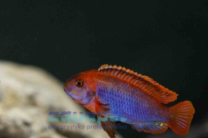 Lodotropheus sprengerae (Pyszczak rdzawy) 4-6 cm