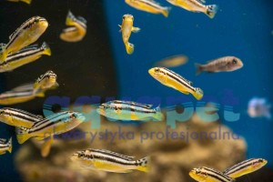 Melanochromis auratus 2-4 cm