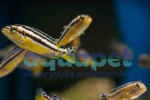 Melanochromis auratus 6-10 cm