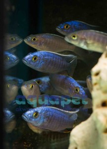 Sciaenochromis fryeri 6-8 cm