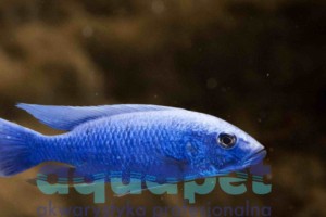 Sciaenochromis fryeri iceberg 8-15