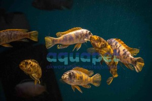 Labeotropheus trewavasae Thumbi 2-4 cm