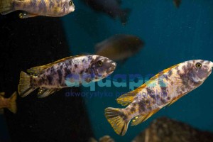 Labeotropheus trewavasae Thumbi 4-6 cm