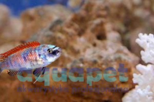 Labeotropheus trewavasae OB/MC 4-6 cm 