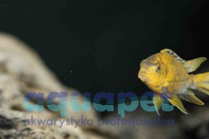 Tropheops sp. Otter Point OB/MC 4-6 cm 