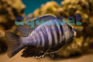 Placidochromis sp. electra 5-7 cm