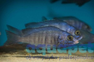 Placidochromis sp. phenochilus Mdoka white lips 3-5 cm