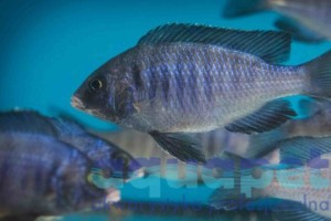Placidochromis sp. phenochilus Mdoka white lips 5-7 cm
