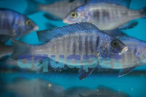Placidochromis sp. phenochilus Mdoka white lips 7-10 cm