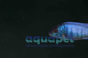 Placidochromis sp. phenochilus gissel 3-5 cm