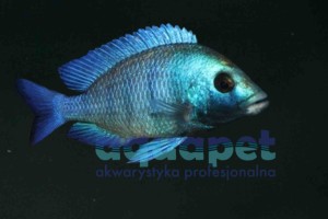Placidochromis sp. phenochilus gissel 6-10 cm
