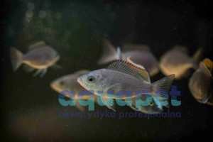 Copadichromis fire crest Mloto 3-5 cm