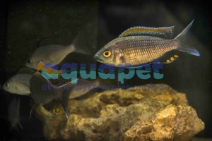 Copadichromis fire crest Mloto 5-7 cm 