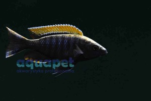 Copadichromis fire crest Mloto samiec 7-10 cm