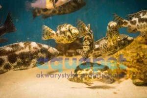 Nimbochromis polystigma samica powyżej 7 cm