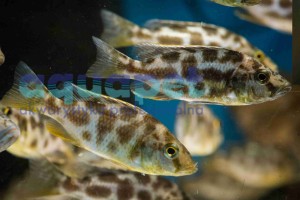 Nimbochromis venustus 5-7 cm