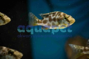 Nimbochromis venustus samica powyżej 7 cm