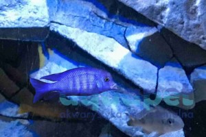 Cyrtocara moorii (delfinek) 2-4cm