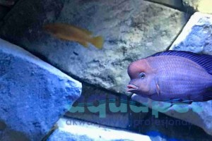 Cyrtocara moorii (delfinek) powyżej 6cm