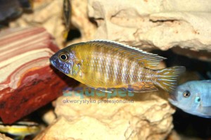 Aulonocara baenschi 4-6cm